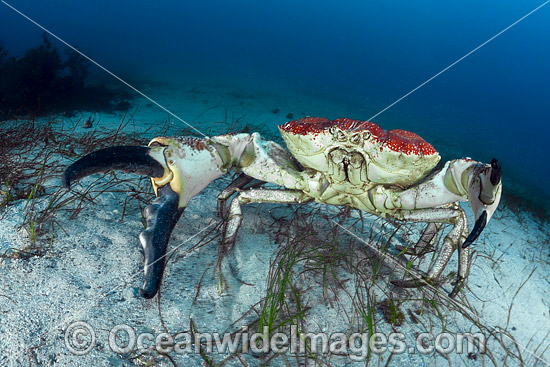 Giant Crab Tasmania photo Giant Crab Tasmania photo