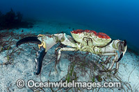 Giant Crab Tasmania Photo - Gary Bell