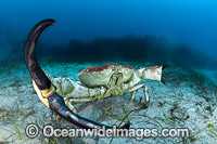 Giant Crab Tasmania Photo - Gary Bell