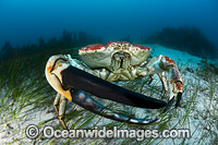 Giant Crab Tasmania Photo - Gary Bell