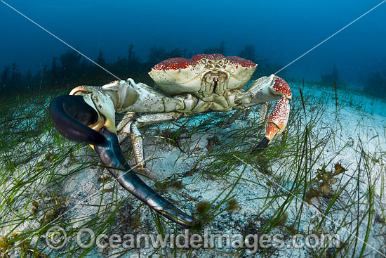 Giant Crab Tasmania photo Giant Crab Tasmania photo