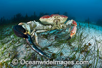Giant Crab Tasmania Photo - Gary Bell