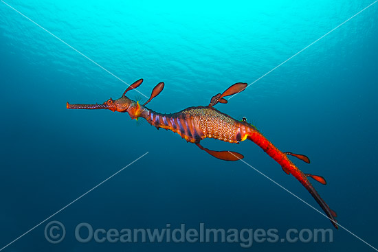 Weedy Seadragon Tasmania photo Weedy Seadragon Tasmania photo