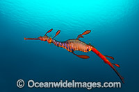 Weedy Seadragon Tasmania Photo - Gary Bell