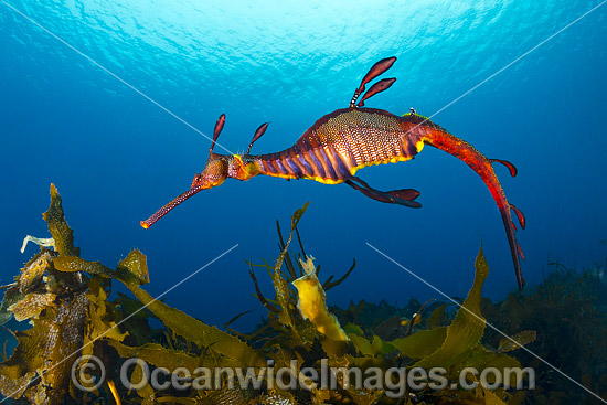 Weedy Seadragon Tasmania photo Weedy Seadragon Tasmania photo