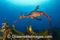 Weedy Seadragon Tasmania Photo - Gary Bell