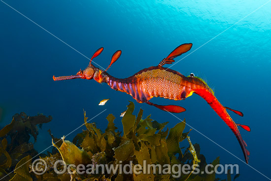 Weedy Seadragon Tasmania photo Weedy Seadragon Tasmania photo