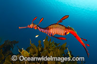 Weedy Seadragon Tasmania Photo - Gary Bell
