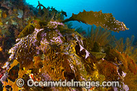 Kelp Tasmania Photo - Gary Bell