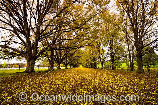 Country road lined with trees and Autumn leaves photo Country road lined with trees and Autumn leaves photo