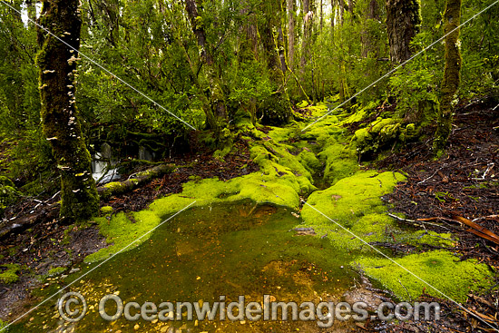 Cradle Mountain Rainforest gully photo Cradle Mountain Rainforest gully photo