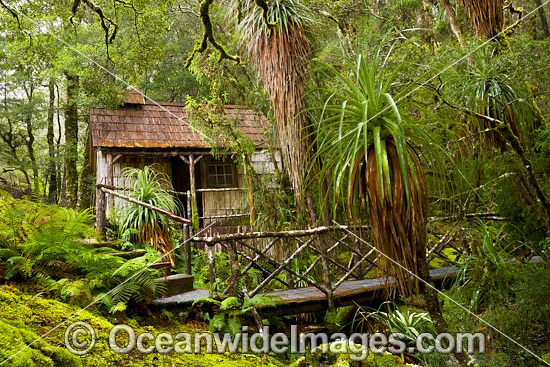 Cradle Mountain Rainforest photo Cradle Mountain Rainforest photo