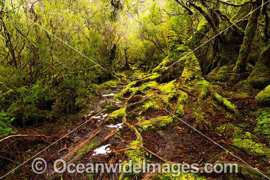 Cradle Mountain Rainforest photo Cradle Mountain Rainforest photo