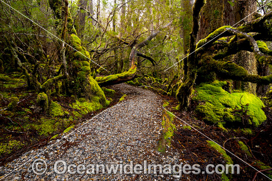 Cradle Mountain Rainforest photo Cradle Mountain Rainforest photo
