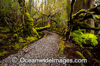Cradle Mountain Rainforest Photo - Gary Bell