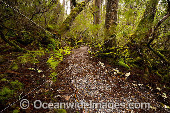 Weindorfers Forest Cradle Mountain photo Weindorfers Forest Cradle Mountain photo