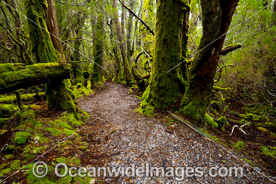 Weindorfers Forest Cradle Mountain photo Weindorfers Forest Cradle Mountain photo