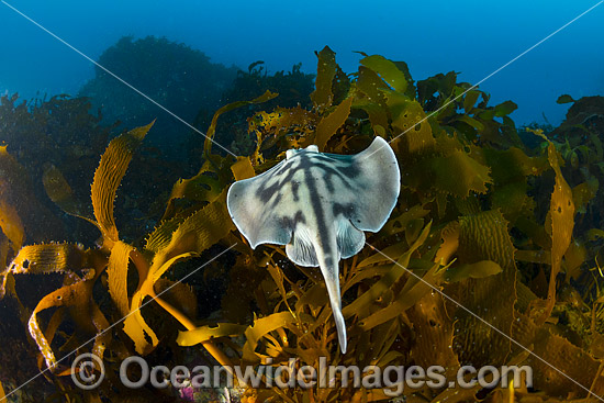 Banded Stingaree photo Banded Stingaree photo
