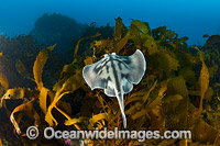 Banded Stingaree Photo - Gary Bell