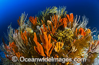 Reef Bicheno Tasmania Photo - Gary Bell
