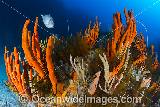 Reef Bicheno Tasmania photo