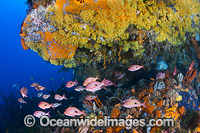 Butterfly Perch and Reef Tasmania Photo - Gary Bell