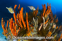 Reef Bicheno Tasmania Photo - Gary Bell