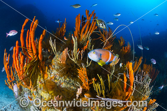 Temperate deep water Reef Tasmania photo