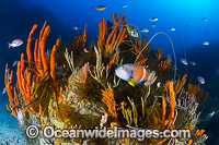 Temperate deep water Reef Tasmania Photo - Gary Bell