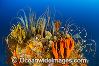 Temperate deep water Reef Tasmania Photo - Gary Bell