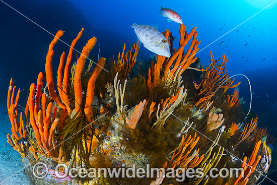 Temperate deep water Reef Tasmania photo