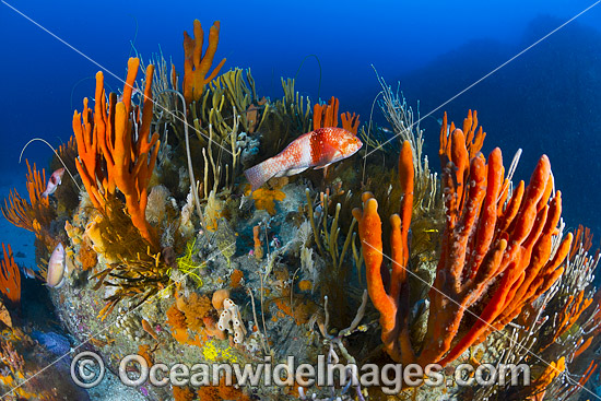 Blue-throated Wrasse and reef Tasmania photo