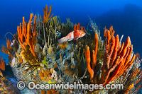 Blue-throated Wrasse and reef Tasmania Photo - Gary Bell