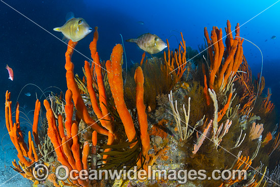 Temperate deep water Reef Tasmania photo