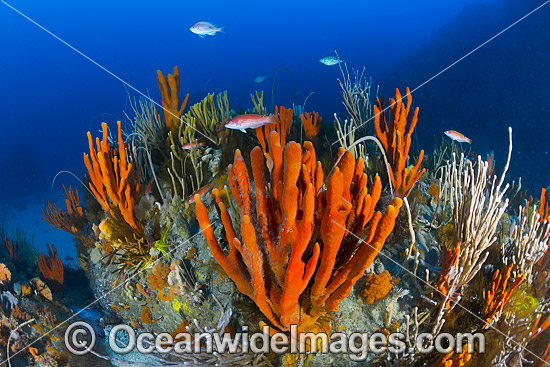 Temperate deep water Reef Tasmania photo