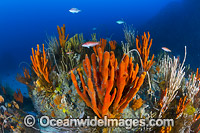 Temperate deep water Reef Tasmania Photo - Gary Bell