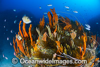 Temperate deep water Reef Tasmania Photo - Gary Bell