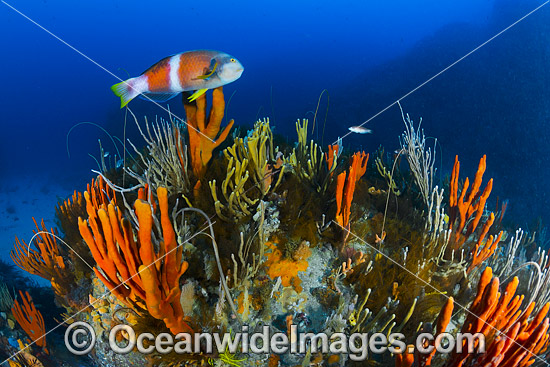 Blue-throated Wrasse and reef Tasmania photo
