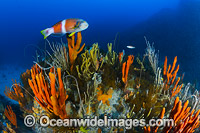 Blue-throated Wrasse and reef Tasmania Photo - Gary Bell