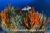 Blue-throated Wrasse and reef Tasmania Photo - Gary Bell