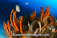 Deep water Reef Tasmania Photo - Gary Bell