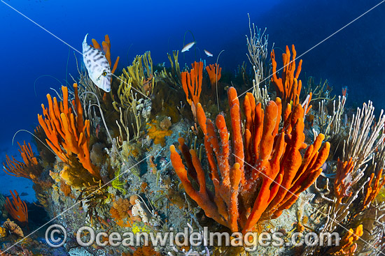 Deep water Reef Tasmania photo