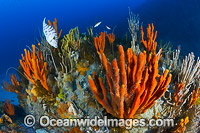 Deep water Reef Tasmania Photo - Gary Bell