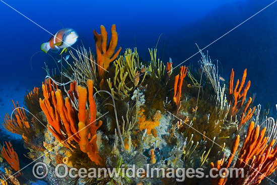 Blue-throated Wrasse and reef Tasmania photo