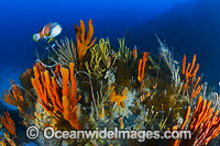 Blue-throated Wrasse and reef Tasmania Photo - Gary Bell