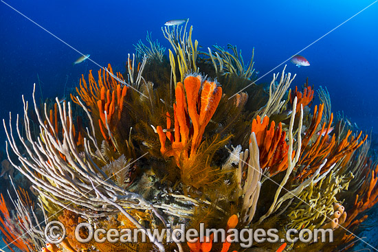 Deep water Reef Tasmania photo