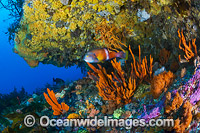 Blue-throated Wrasse and reef Tasmania Photo - Gary Bell