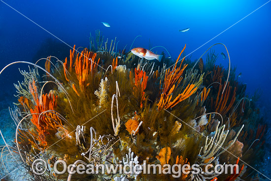 Reef Bicheno Tasmania photo