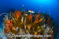 Reef Bicheno Tasmania Photo - Gary Bell