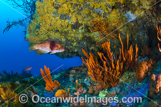 Blue-throated Wrasse and reef Tasmania photo